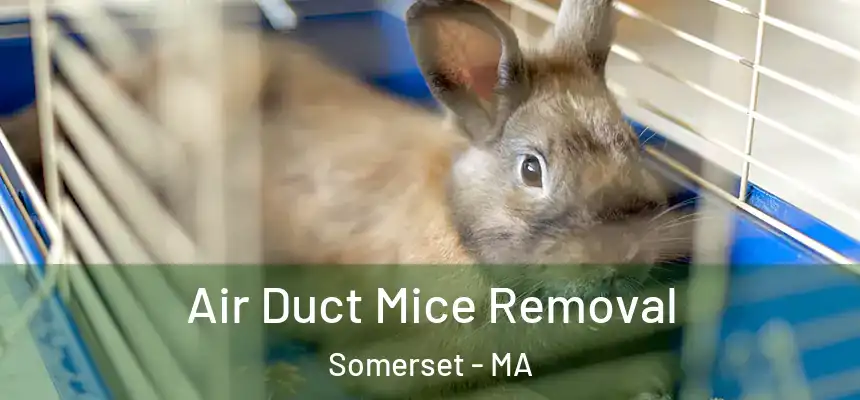  Air Duct Mice Removal Somerset - MA
